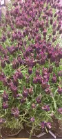 lavendelplantjes